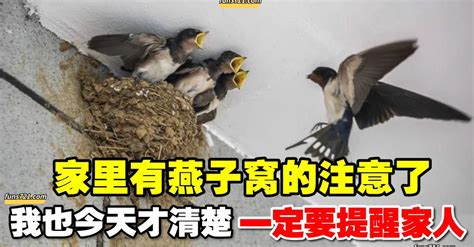 不讓燕子築巢|燕子來家裡築巢，預示著四件事，農民不要打也不要趕，好好呵護。